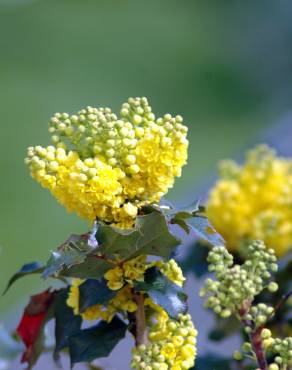 Fotografia 5 da espécie Mahonia aquifolium no Jardim Botânico UTAD