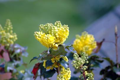 Fotografia da espécie Mahonia aquifolium