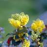 Fotografia 5 da espécie Mahonia aquifolium do Jardim Botânico UTAD