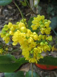 Fotografia da espécie Mahonia aquifolium