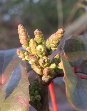 Fotografia 7 da espécie Mahonia aquifolium no Jardim Botânico UTAD