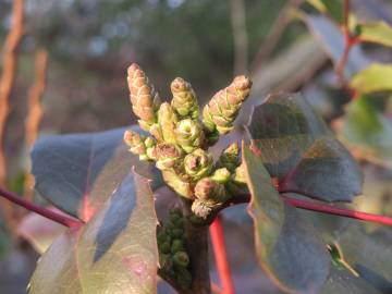 Fotografia da espécie Mahonia aquifolium