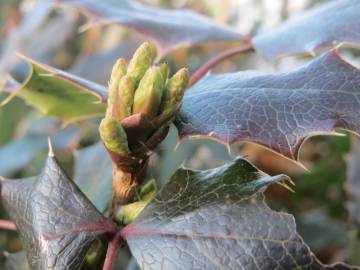 Fotografia da espécie Mahonia aquifolium