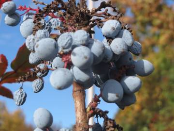 Fotografia da espécie Mahonia aquifolium