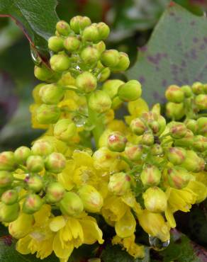 Fotografia 10 da espécie Mahonia aquifolium no Jardim Botânico UTAD