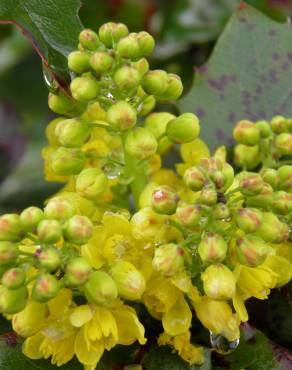 Fotografia 10 da espécie Mahonia aquifolium no Jardim Botânico UTAD