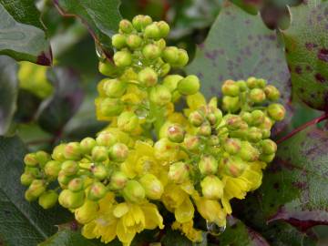 Fotografia da espécie Mahonia aquifolium