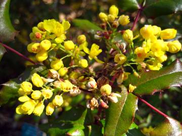 Fotografia da espécie Mahonia aquifolium