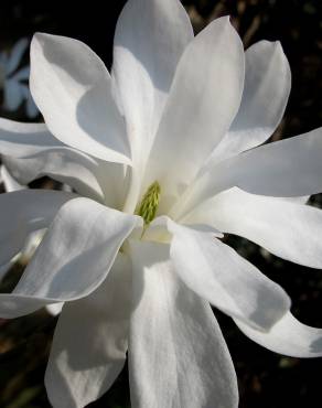 Fotografia 3 da espécie Magnolia stellata no Jardim Botânico UTAD