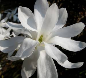 Fotografia da espécie Magnolia stellata