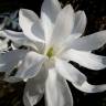 Fotografia 3 da espécie Magnolia stellata do Jardim Botânico UTAD