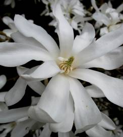 Fotografia da espécie Magnolia stellata