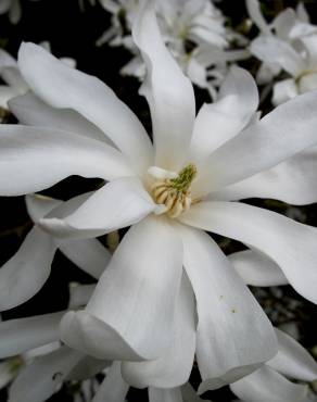 Fotografia 4 da espécie Magnolia stellata no Jardim Botânico UTAD