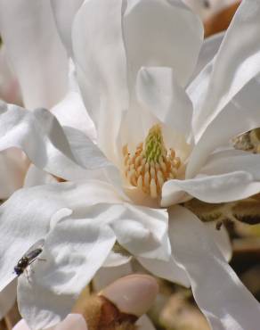 Fotografia 5 da espécie Magnolia stellata no Jardim Botânico UTAD