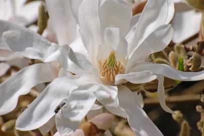 Fotografia da espécie Magnolia stellata