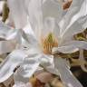 Fotografia 5 da espécie Magnolia stellata do Jardim Botânico UTAD