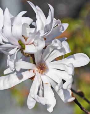 Fotografia 6 da espécie Magnolia stellata no Jardim Botânico UTAD