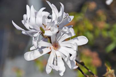 Fotografia da espécie Magnolia stellata