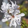 Fotografia 6 da espécie Magnolia stellata do Jardim Botânico UTAD