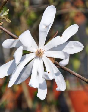 Fotografia 7 da espécie Magnolia stellata no Jardim Botânico UTAD