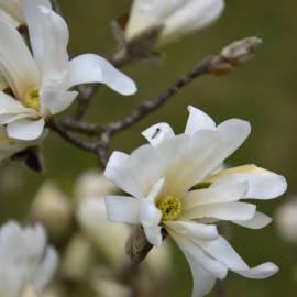 Fotografia da espécie Magnolia stellata