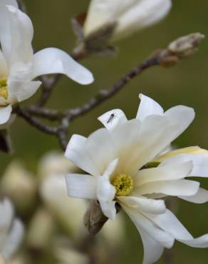 Fotografia 8 da espécie Magnolia stellata no Jardim Botânico UTAD