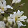 Fotografia 8 da espécie Magnolia stellata do Jardim Botânico UTAD