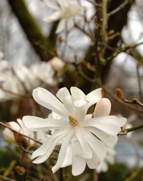 Fotografia 9 da espécie Magnolia stellata no Jardim Botânico UTAD