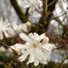 Fotografia 9 da espécie Magnolia stellata do Jardim Botânico UTAD