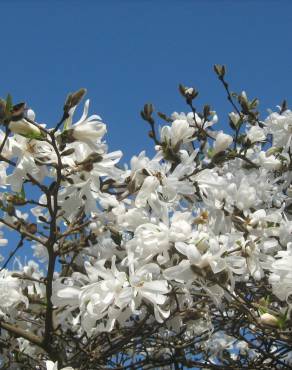Fotografia 10 da espécie Magnolia stellata no Jardim Botânico UTAD