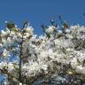 Fotografia 10 da espécie Magnolia stellata do Jardim Botânico UTAD