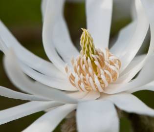 Fotografia da espécie Magnolia stellata