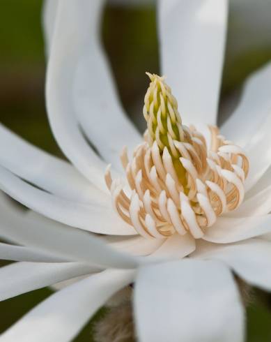 Fotografia de capa Magnolia stellata - do Jardim Botânico