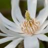 Fotografia 1 da espécie Magnolia stellata do Jardim Botânico UTAD