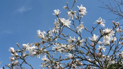 Fotografia da espécie Magnolia stellata
