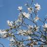Fotografia 11 da espécie Magnolia stellata do Jardim Botânico UTAD