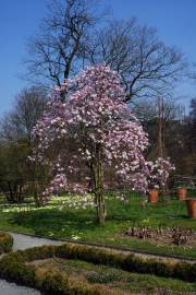 Fotografia da espécie Magnolia stellata