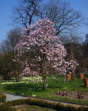 Fotografia 12 da espécie Magnolia stellata no Jardim Botânico UTAD