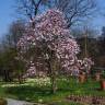 Fotografia 12 da espécie Magnolia stellata do Jardim Botânico UTAD