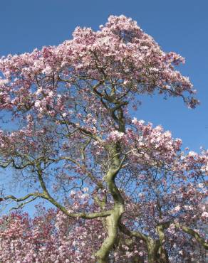 Fotografia 13 da espécie Magnolia stellata no Jardim Botânico UTAD