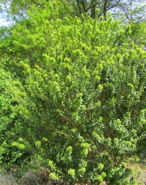 Fotografia 3 da espécie Ligustrum sinense var. sinense no Jardim Botânico UTAD