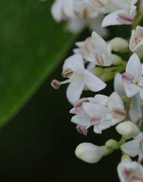 Fotografia 5 da espécie Ligustrum sinense var. sinense no Jardim Botânico UTAD