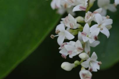 Fotografia da espécie Ligustrum sinense var. sinense