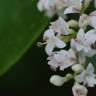 Fotografia 5 da espécie Ligustrum sinense var. sinense do Jardim Botânico UTAD