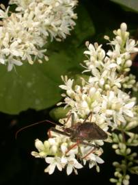 Fotografia da espécie Ligustrum sinense var. sinense