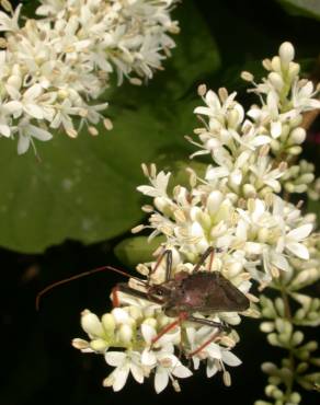 Fotografia 6 da espécie Ligustrum sinense var. sinense no Jardim Botânico UTAD