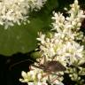 Fotografia 6 da espécie Ligustrum sinense var. sinense do Jardim Botânico UTAD