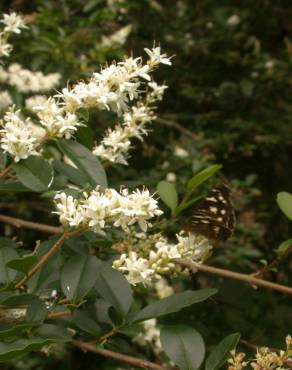 Fotografia 8 da espécie Ligustrum sinense var. sinense no Jardim Botânico UTAD