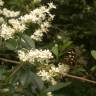 Fotografia 8 da espécie Ligustrum sinense var. sinense do Jardim Botânico UTAD