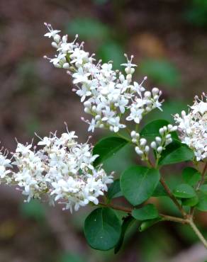 Fotografia 9 da espécie Ligustrum sinense var. sinense no Jardim Botânico UTAD